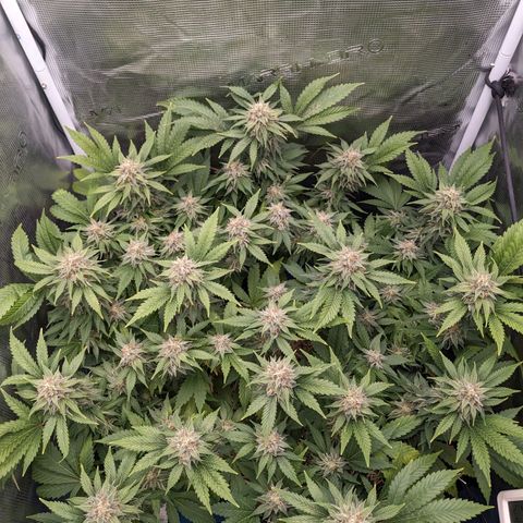 Idiot II growlog timeline photo