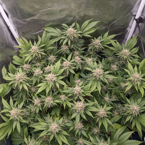 Idiot II growlog timeline photo