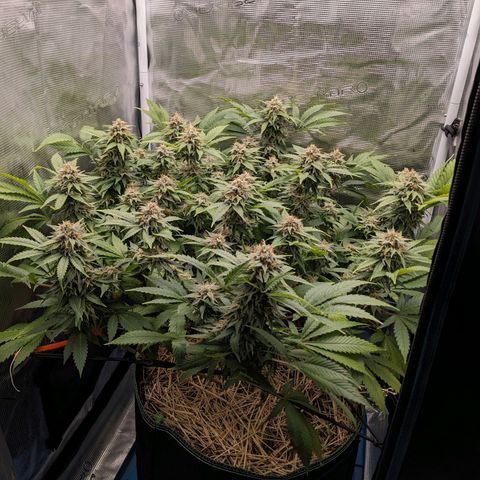 Idiot II growlog timeline photo