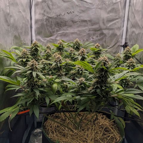 Idiot II growlog timeline photo