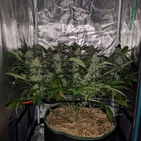 Idiot II growlog timeline photo