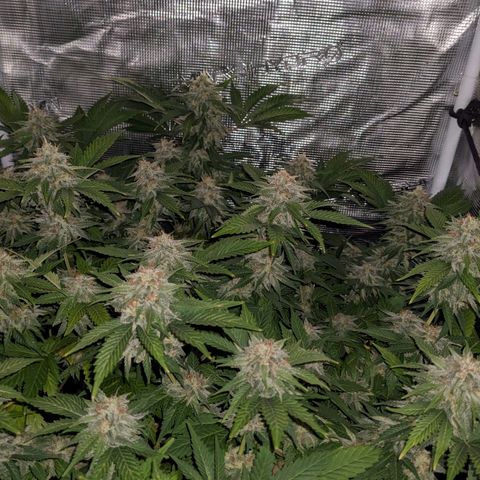 Idiot II growlog timeline photo