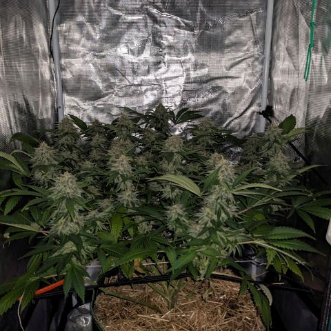 Idiot II growlog timeline photo