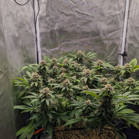 Idiot II growlog timeline photo