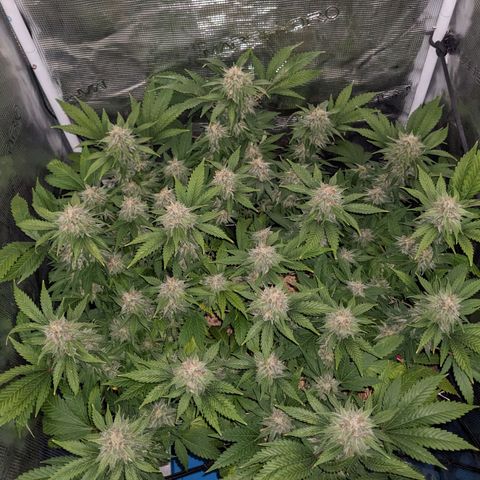 Idiot II growlog timeline photo