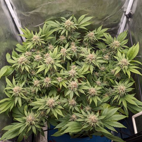 Idiot II growlog timeline photo