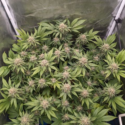 Idiot II growlog timeline photo