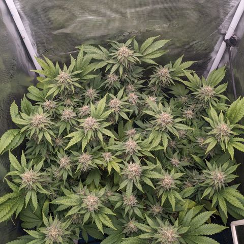 Idiot II growlog timeline photo