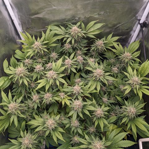 Idiot II growlog timeline photo