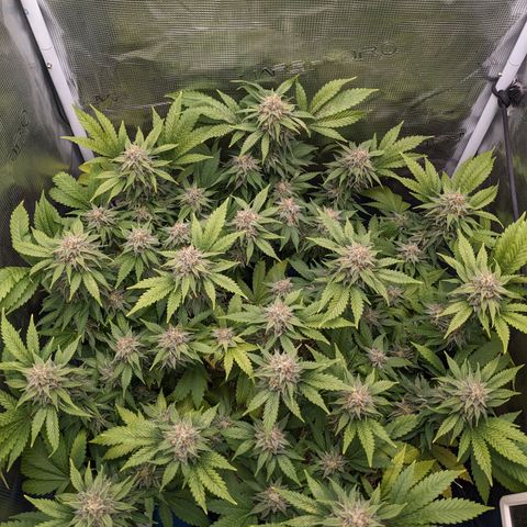 Idiot II growlog timeline photo