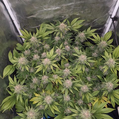 Idiot II growlog timeline photo