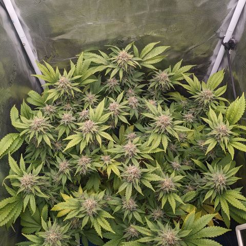 Idiot II growlog timeline photo