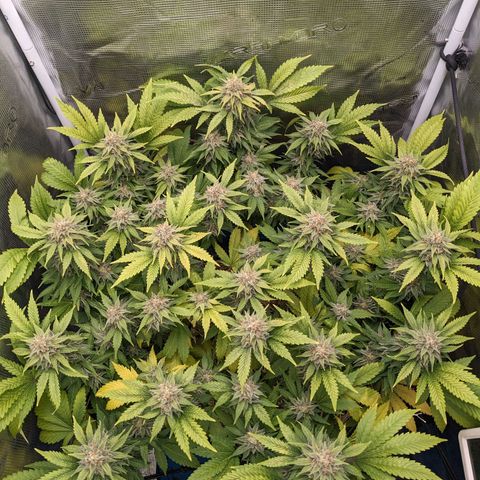Idiot II growlog timeline photo