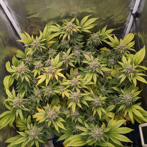 Idiot II growlog timeline photo