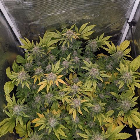 Idiot II growlog timeline photo