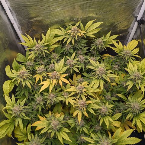 Idiot II growlog timeline photo