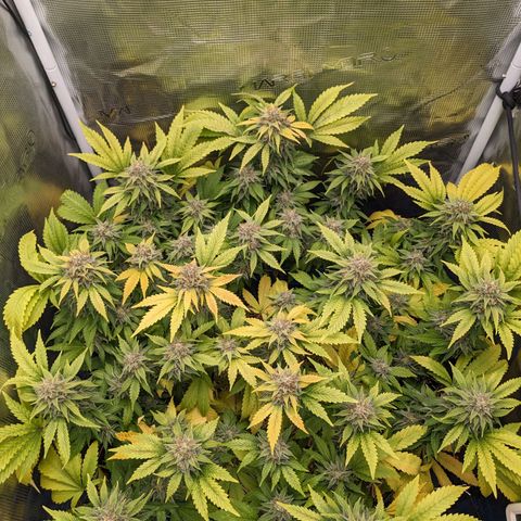 Idiot II growlog timeline photo