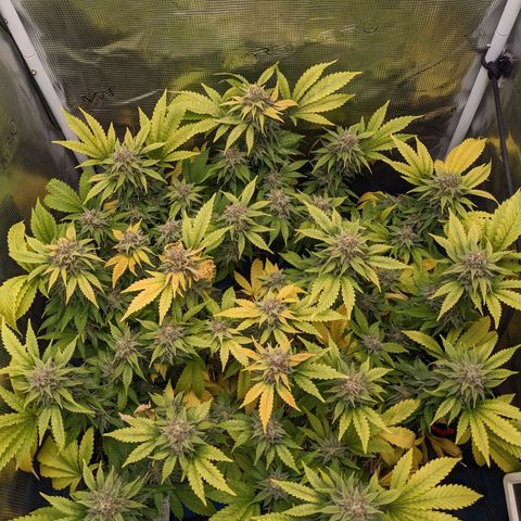 Idiot II growlog timeline photo