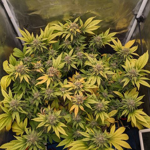Idiot II growlog timeline photo