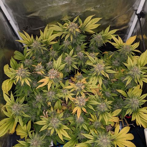 Idiot II growlog timeline photo