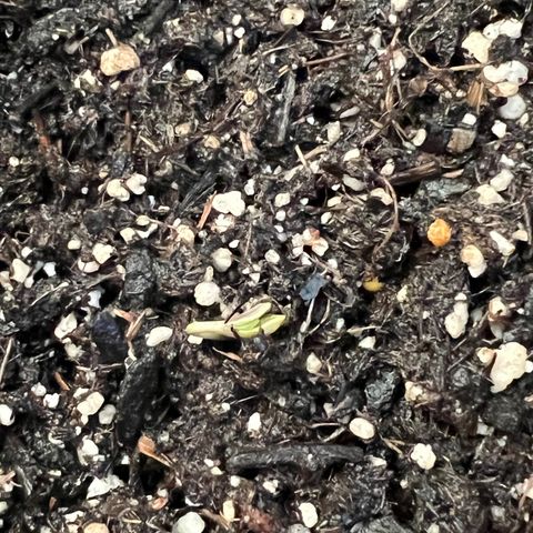 Northern light auto  growlog timeline photo