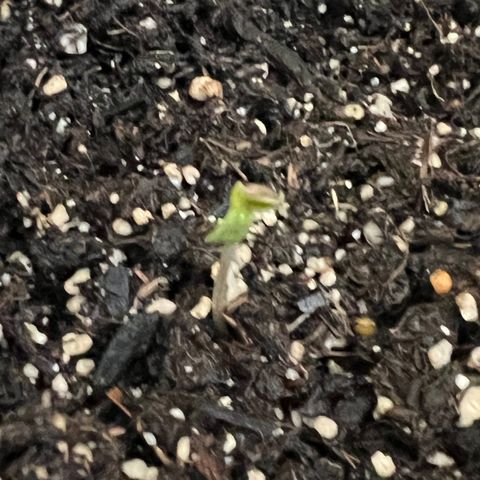 Northern light auto  growlog timeline photo