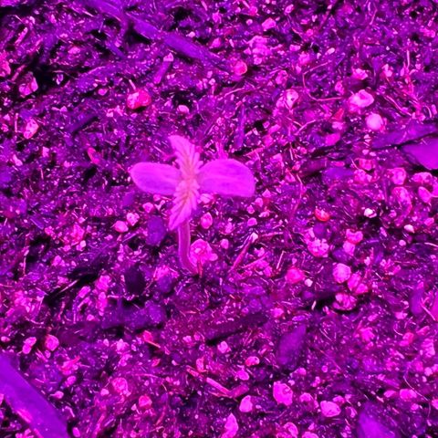 Northern light auto  growlog timeline photo