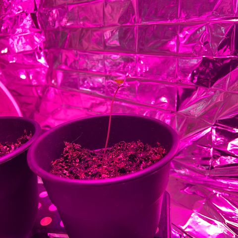 Northern light auto  growlog timeline photo