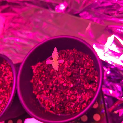 Northern light auto  growlog timeline photo