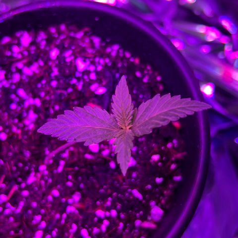 Northern light auto  growlog timeline photo