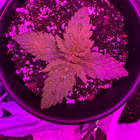 Northern light auto  growlog timeline photo
