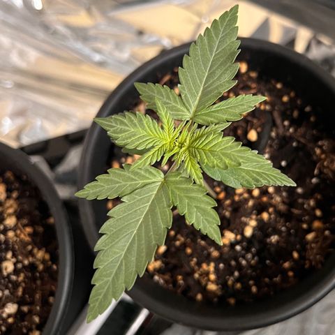 Northern light auto  growlog timeline photo