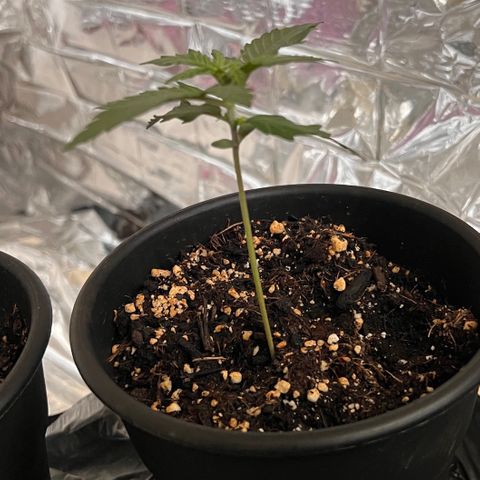 Northern light auto  growlog timeline photo