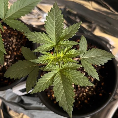 Northern light auto  growlog timeline photo