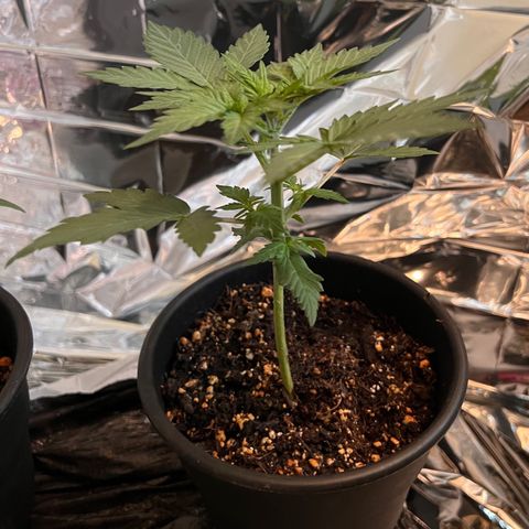 Northern light auto  growlog timeline photo