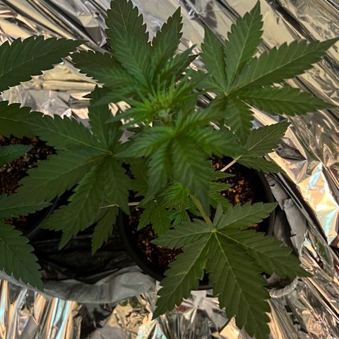 Northern light auto  growlog timeline photo