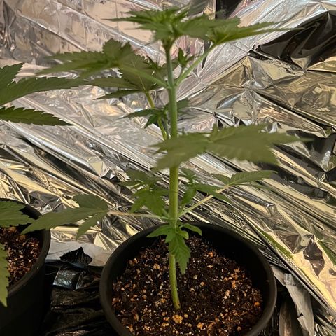 Northern light auto  growlog timeline photo