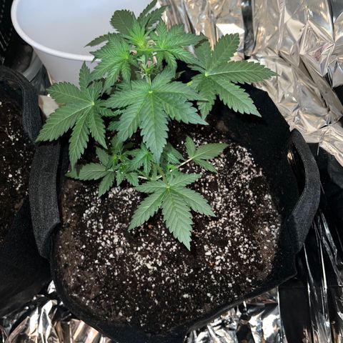 Northern light auto  growlog timeline photo
