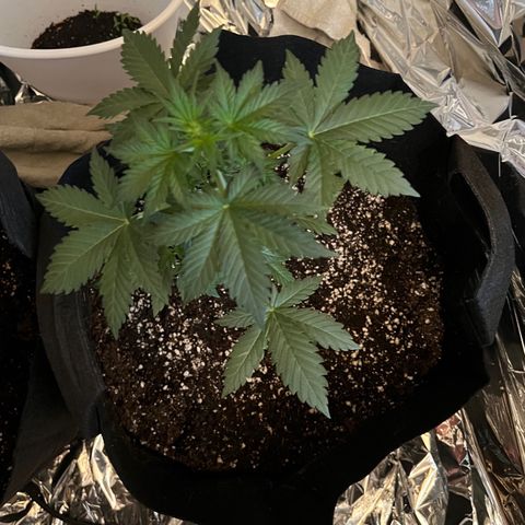 Northern light auto  growlog timeline photo