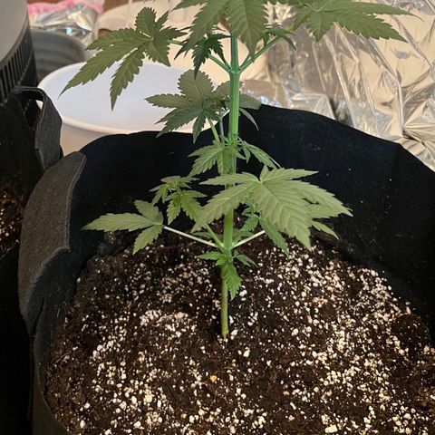 Northern light auto  growlog timeline photo