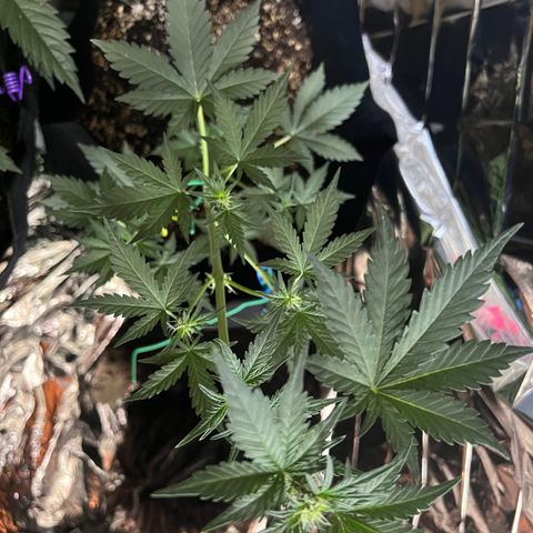 Northern light auto  growlog timeline photo