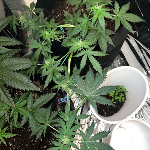 Northern light auto  growlog timeline photo