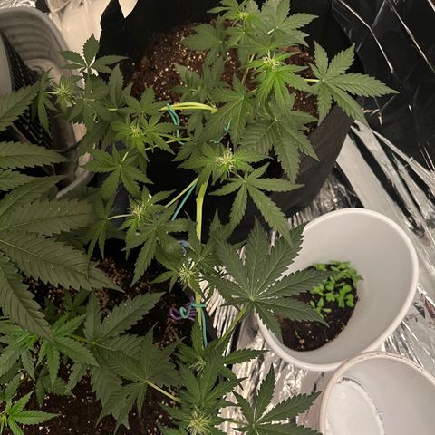 Northern light auto  growlog timeline photo