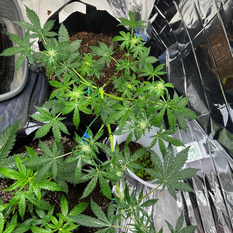 Northern light auto  growlog timeline photo