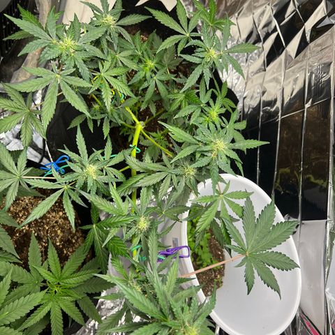 Northern light auto  growlog timeline photo