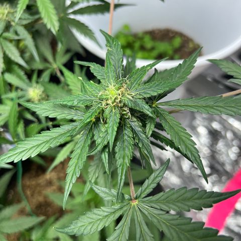 Northern light auto  growlog timeline photo