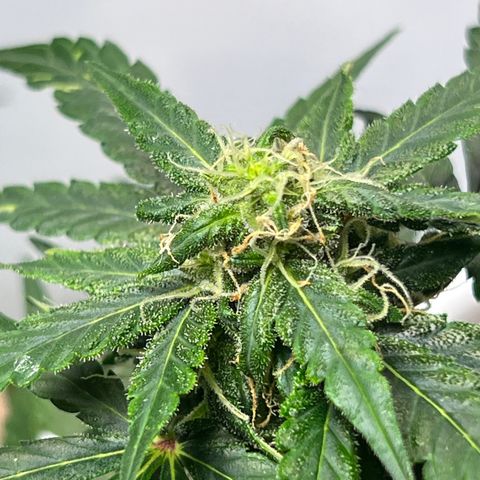 Northern light auto  growlog timeline photo