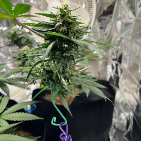 Northern light auto  growlog timeline photo