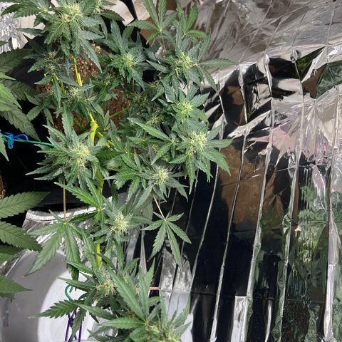 Northern light auto  growlog timeline photo