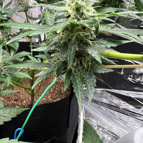 Northern light auto  growlog timeline photo